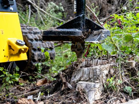 Close-up of a yellow tracked machine using a black Danuser stump auger attachment to remove a tree stump in a green, wooded outdoor area with vegetation and fallen leaves.
