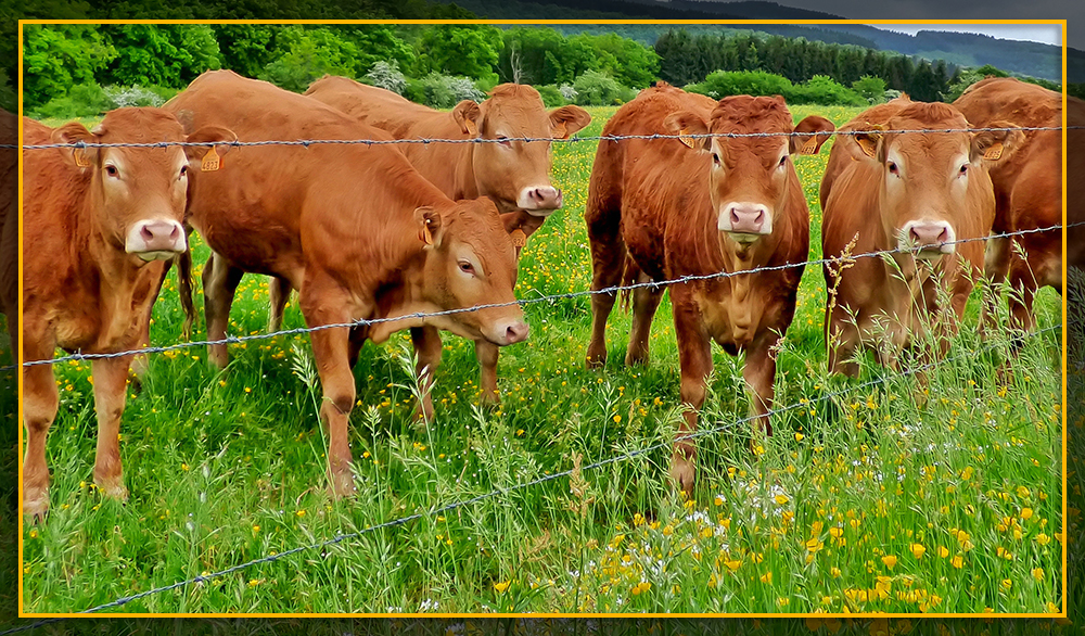 Cattle behind barbed wire fence